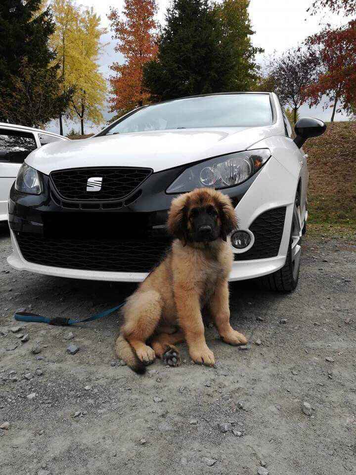  Véhicule des mariés - 1