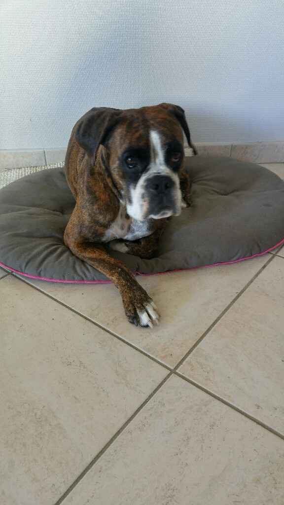 Chien pour ramener les alliances - 1