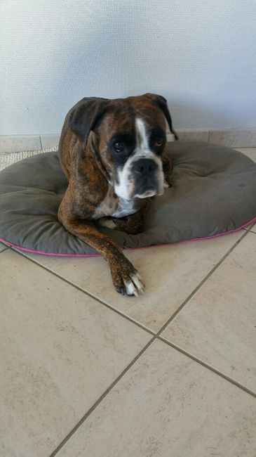 Chien pour ramener les alliances - 1