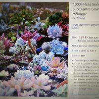 Plante en petit pot, mais quelle plante ? - 1