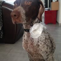 Votre animal portera-t-il un accessoire le jour J ? - 1