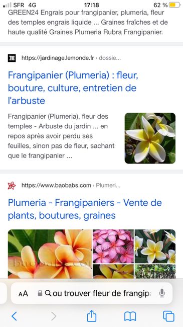Fleur de frangipanier plumeria 4