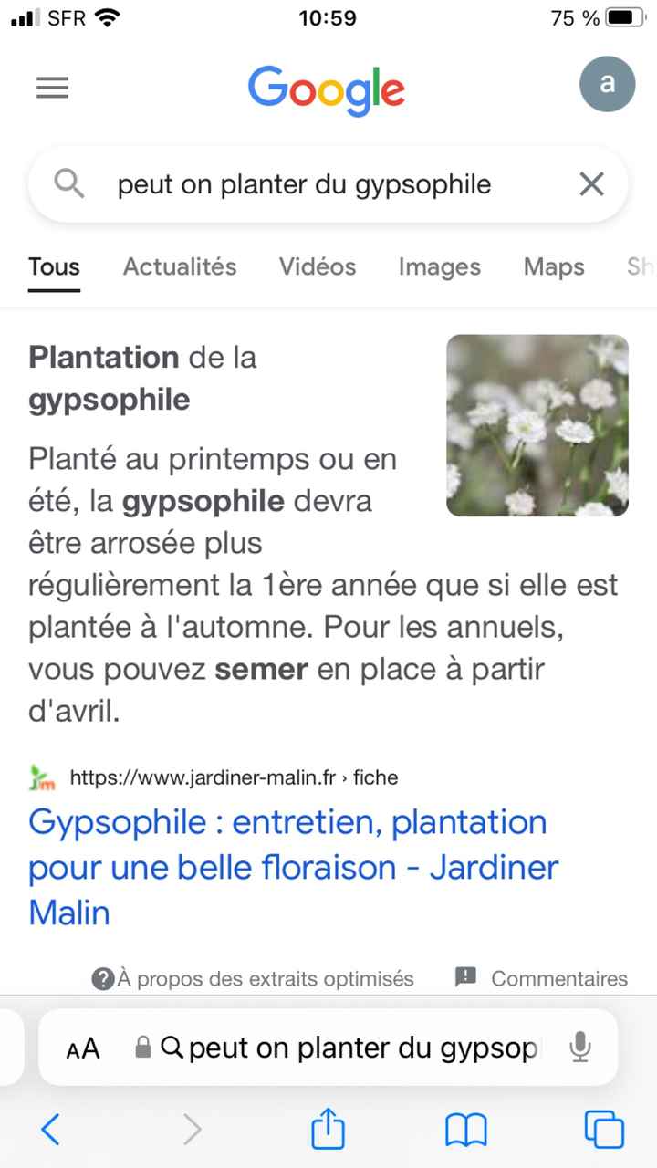 Faire pousser du gypsophile chez soi - 1