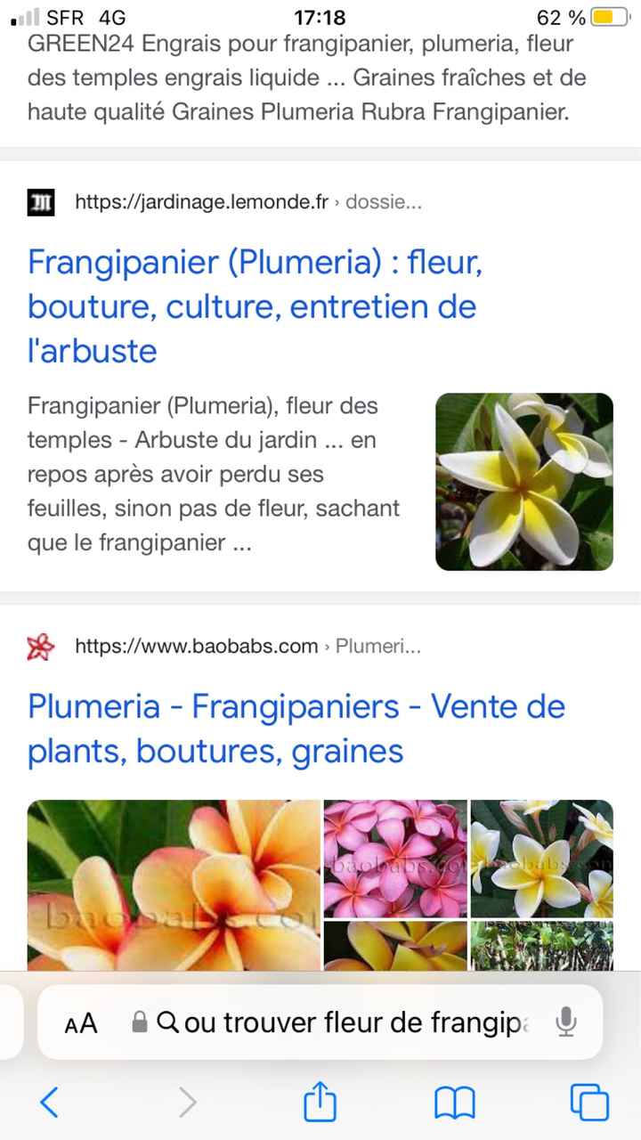 Fleur de frangipanier plumeria - 1