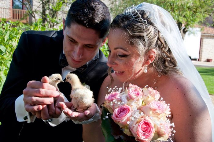 Photo poussins
