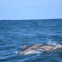 Notre merveilleux voyage à l'île maurice - 5