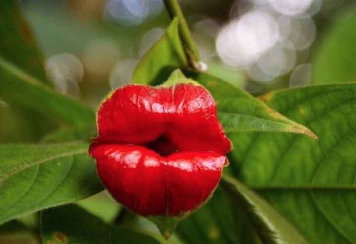 Psychotria Elata