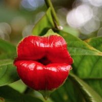 Psychotria Elata