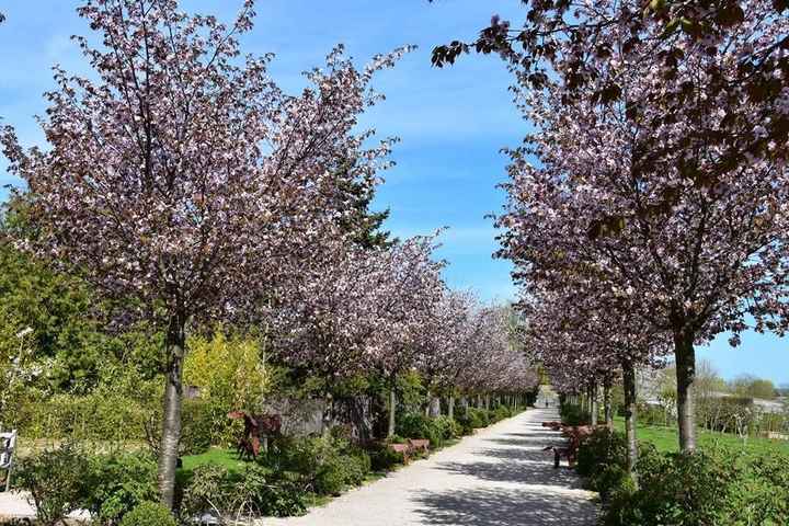 ARBRE FLEURIS