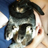 Louis