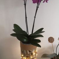 Arche, coin photos - 1