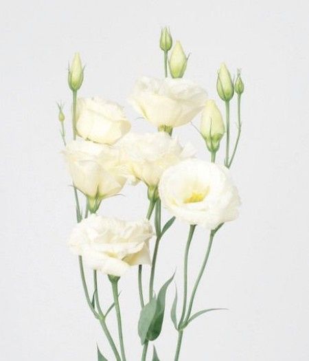 bouquet du 15 octobre 2013