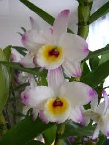 dendrobium