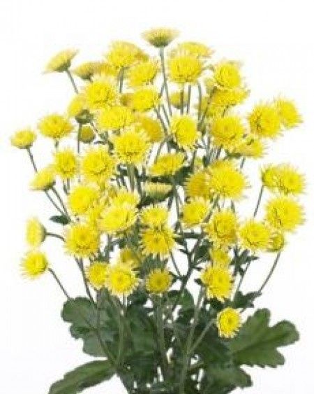 Les bouquets du 15 novembre 