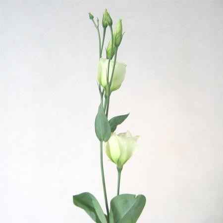 bouquet du 15 octobre 2013