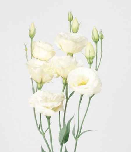 bouquet du 15 octobre 2013
