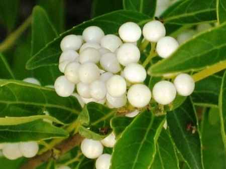 callicarpa dichotoma
