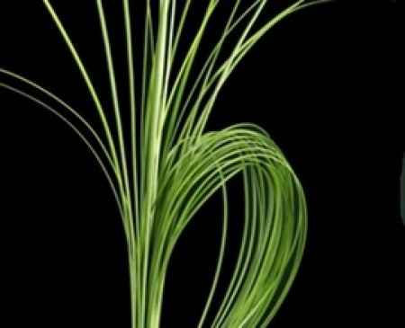 steelgrass