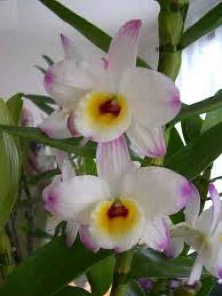 dendrobium