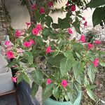 Cyrielle