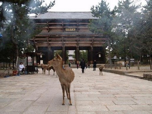 Nara (Japon)