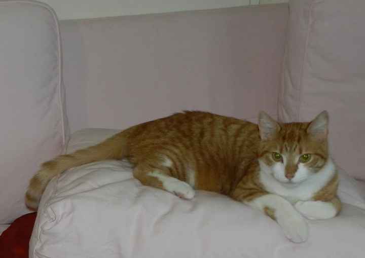 Notre chat