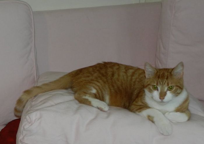 Notre chat