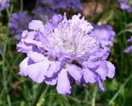 Aide pour bouquet