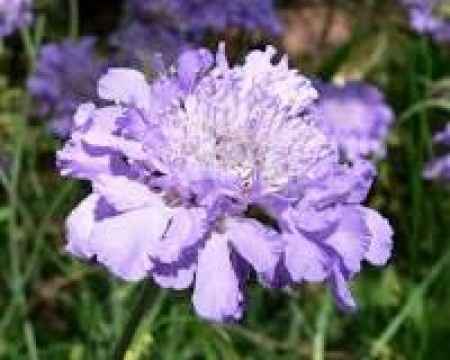 Aide pour bouquet