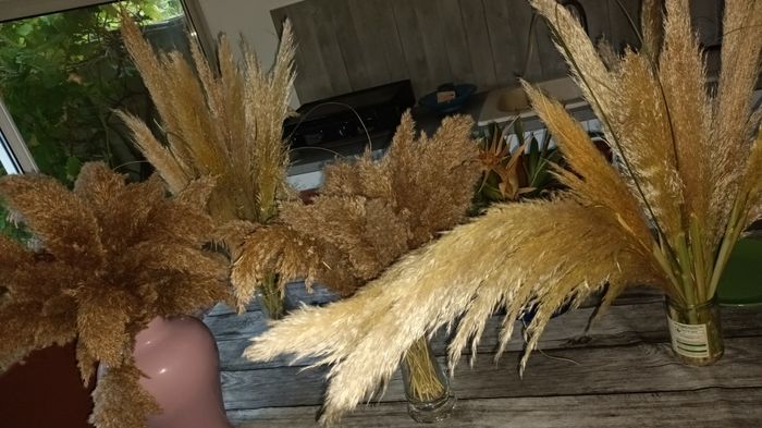 Cueillette du jour 2