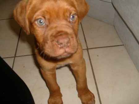 Dosco bébé