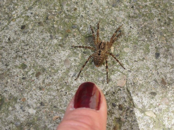 araignée sur robe de mariée? porte bonheur et frayeur