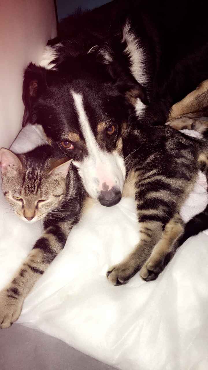 Pour ceux qui ont un CHIEN : le chien d'honneur !!! - 2