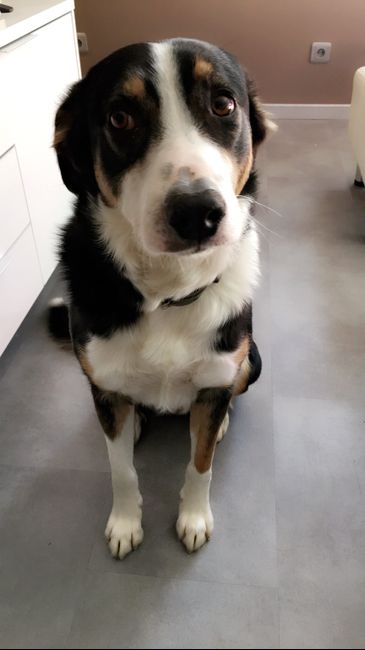 Pour ceux qui ont un CHIEN : le chien d'honneur !!! 8