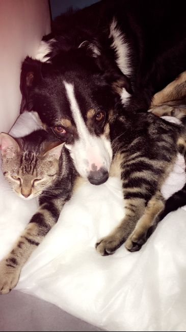 Pour ceux qui ont un CHIEN : le chien d'honneur !!! 9