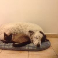 Mon Chien