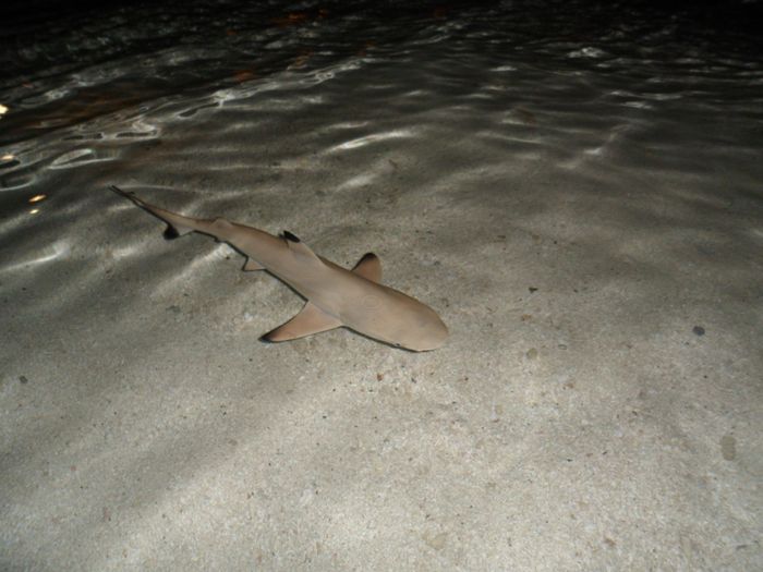 Notre plus beau voyage  - 4