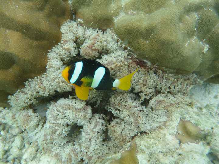 Notre plus beau voyage  - 1