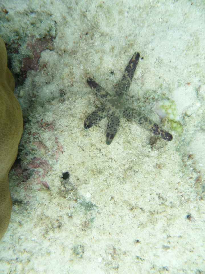 Notre plus beau voyage  - 2