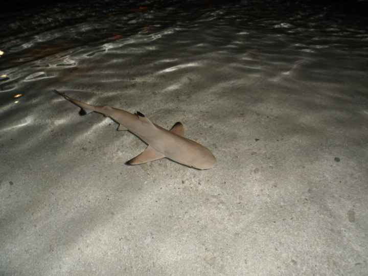 Notre plus beau voyage  - 4