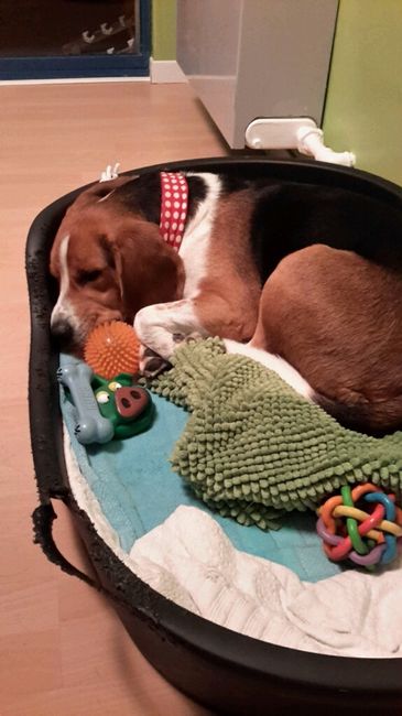 Votre petit compagnon - 1