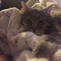 Mon nanou chat Sôma ! 10 ans en avril 