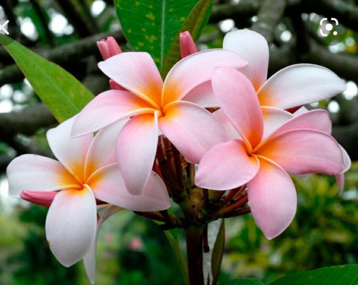 Quel bouquet pour un mariage exotique ? 2