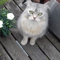 Montrez-moi vos boules de poils ! 😻 - 1