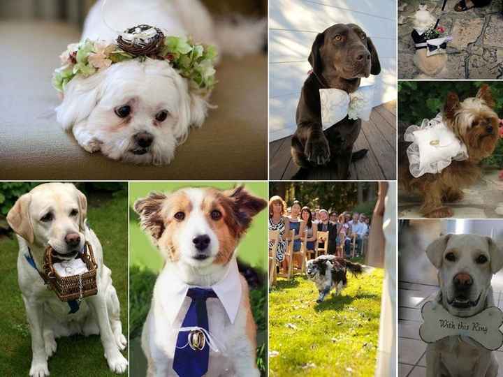  Et votre animal de compagnie? - 1