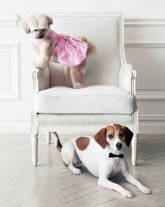  Et votre animal de compagnie? - 2