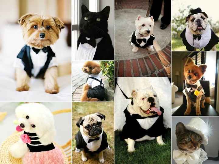  Et votre animal de compagnie? - 3