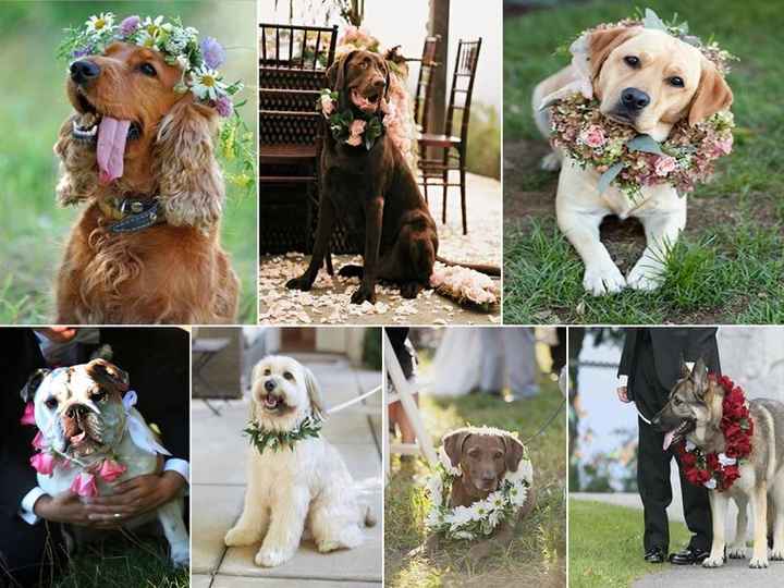  Et votre animal de compagnie? - 7