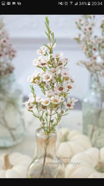 Alternative au gypsophile...le wax - 14