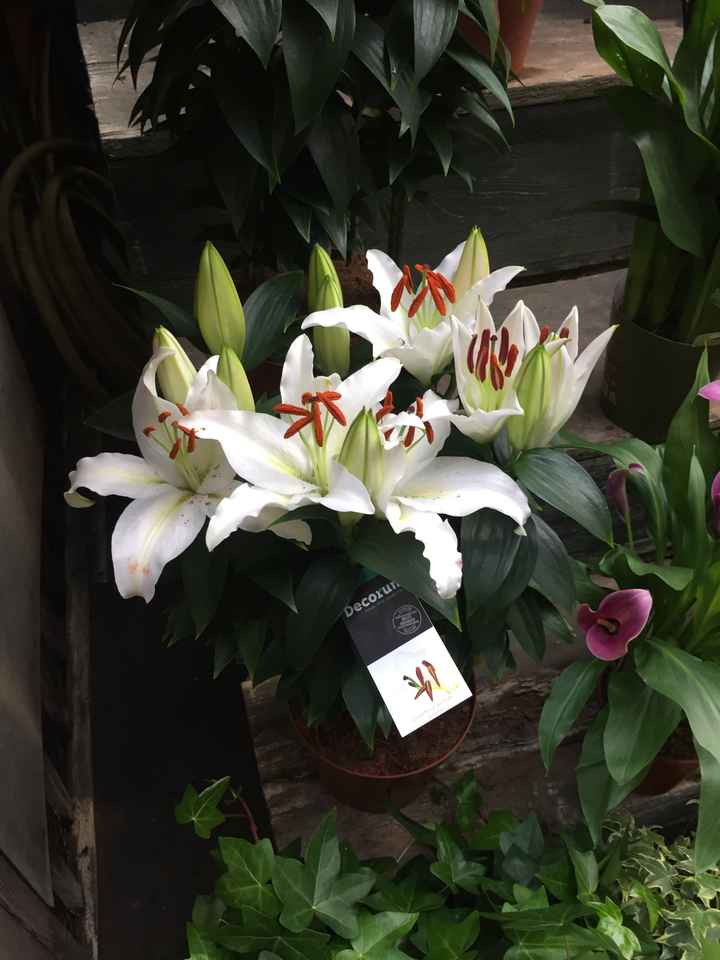 Inspiration fleurs blanches et bleues - 5